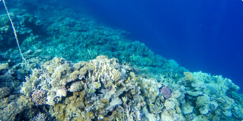 coral reef Hurghada